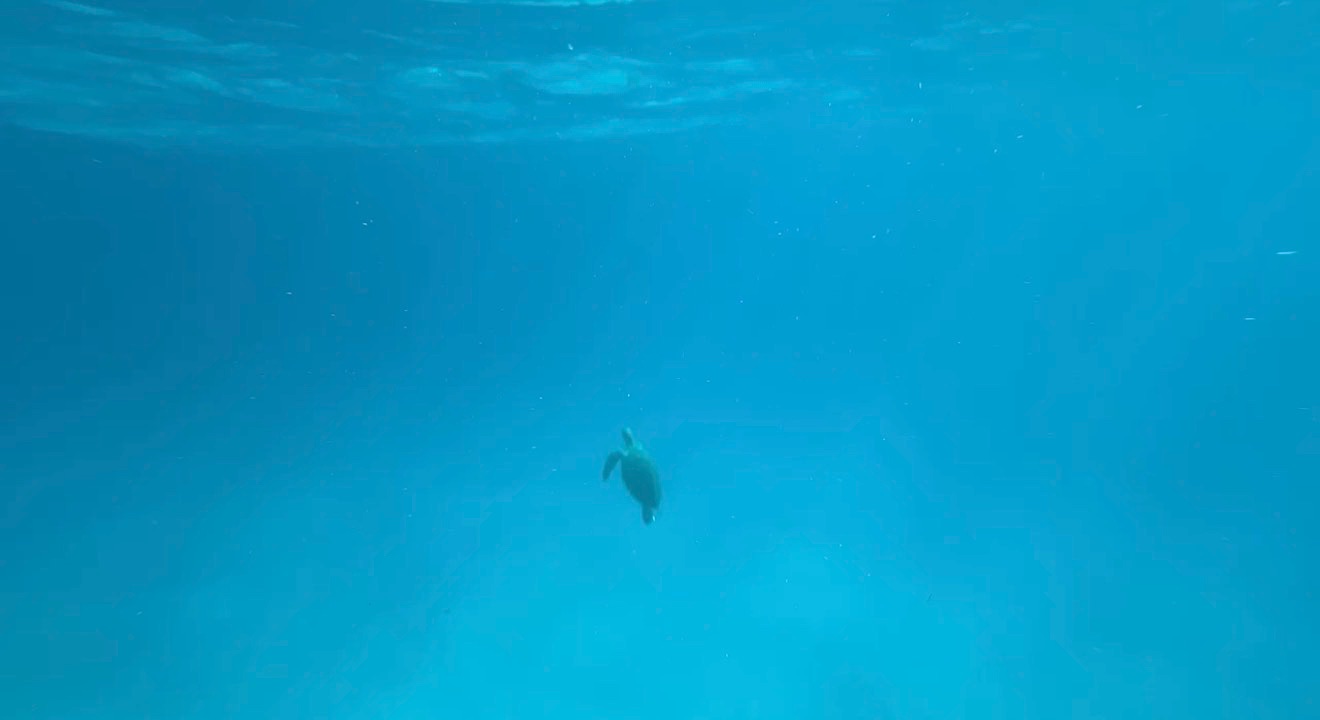 Turtle!!